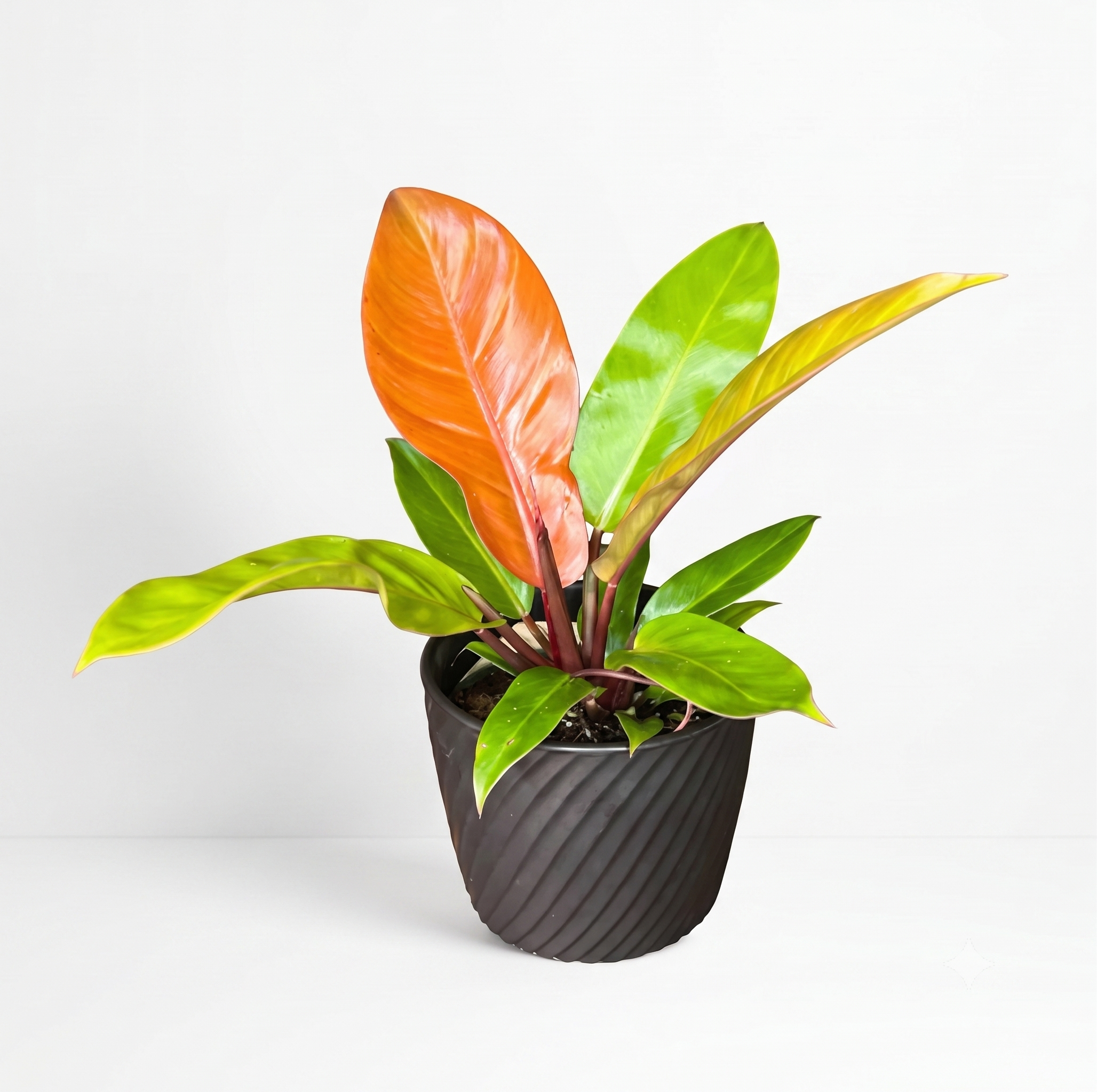 Philodendron 'Prince of Orange'
