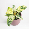 Philodendron 'Snowdrift'