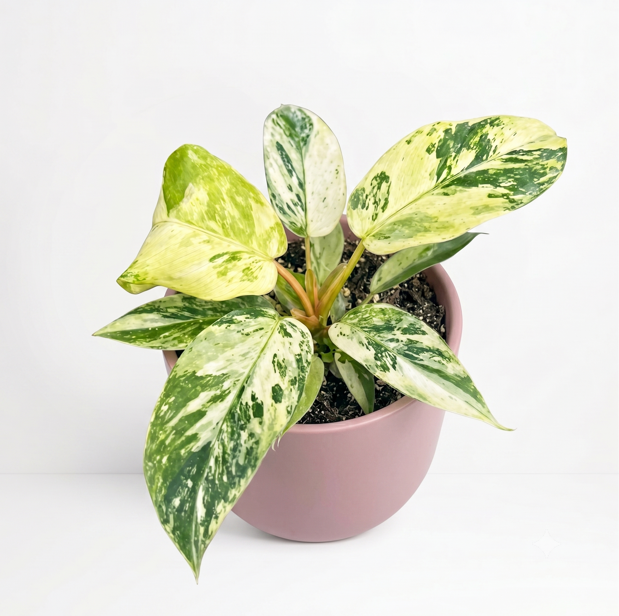 Philodendron 'Snowdrift'