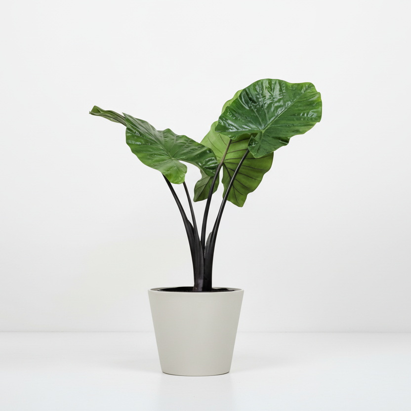Alocasia Macrorrhiza ‘Black Stem’ 6"