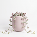Ceropegia woodii - String of Hearts