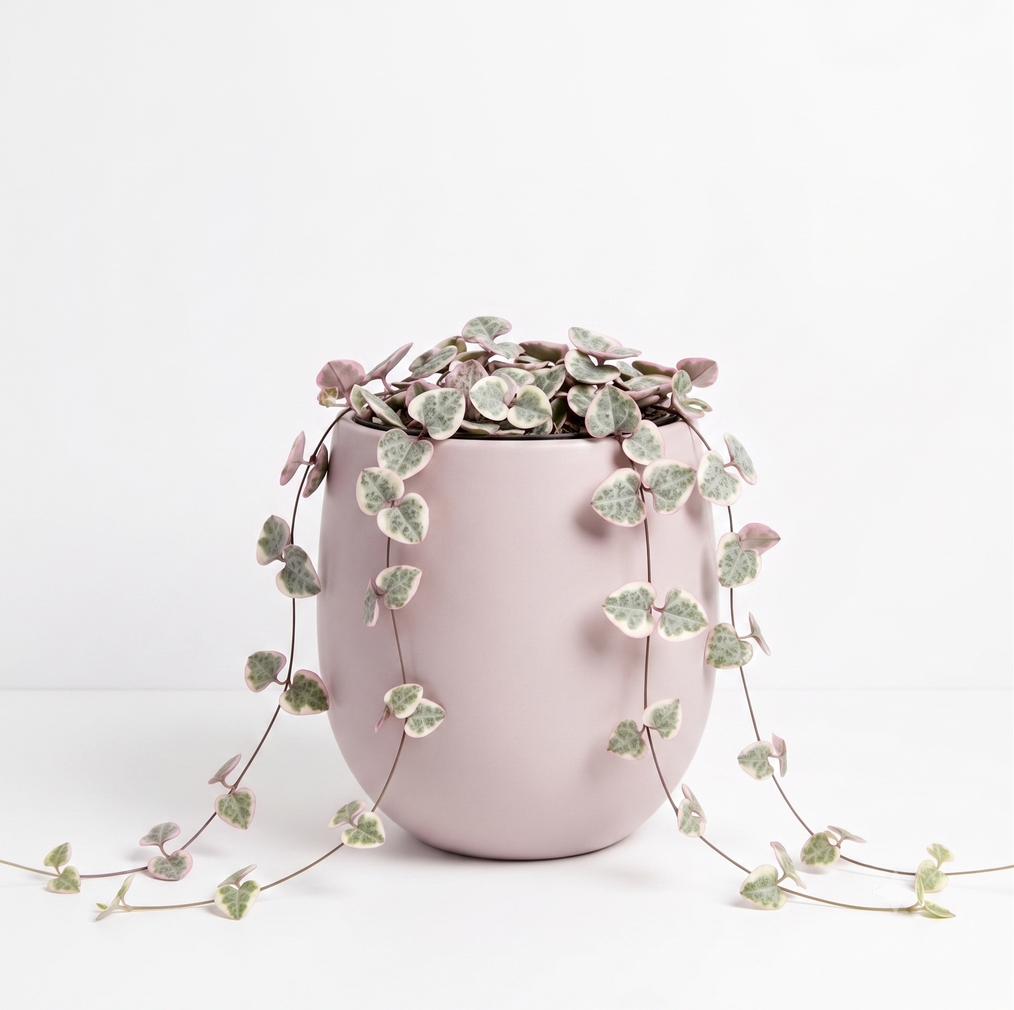 Ceropegia woodii - String of Hearts