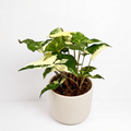 Syngonium pod. 'Albo-Variegata'