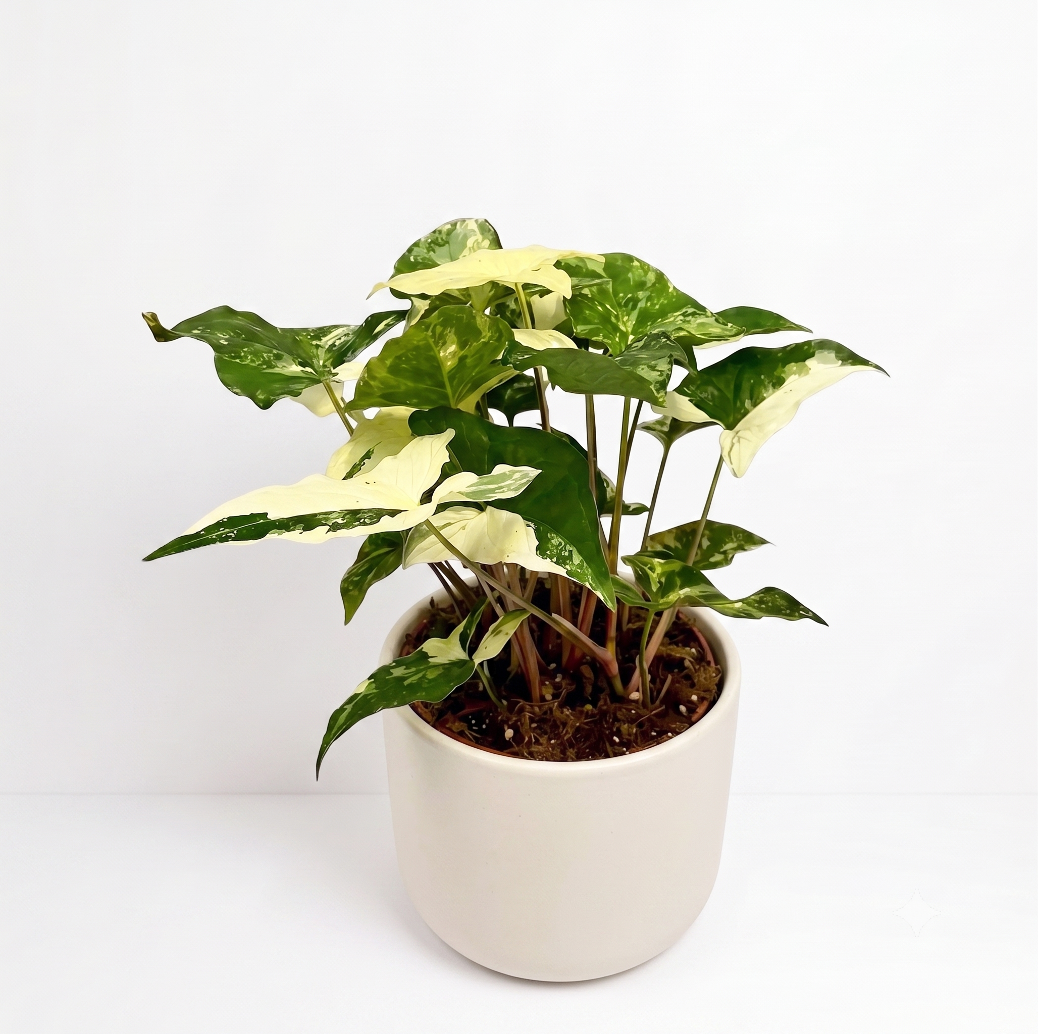 Syngonium pod. 'Albo-Variegata'