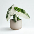 Alocasia Frydek Variegata 4"