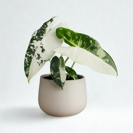 Alocasia Frydek Variegata 4"
