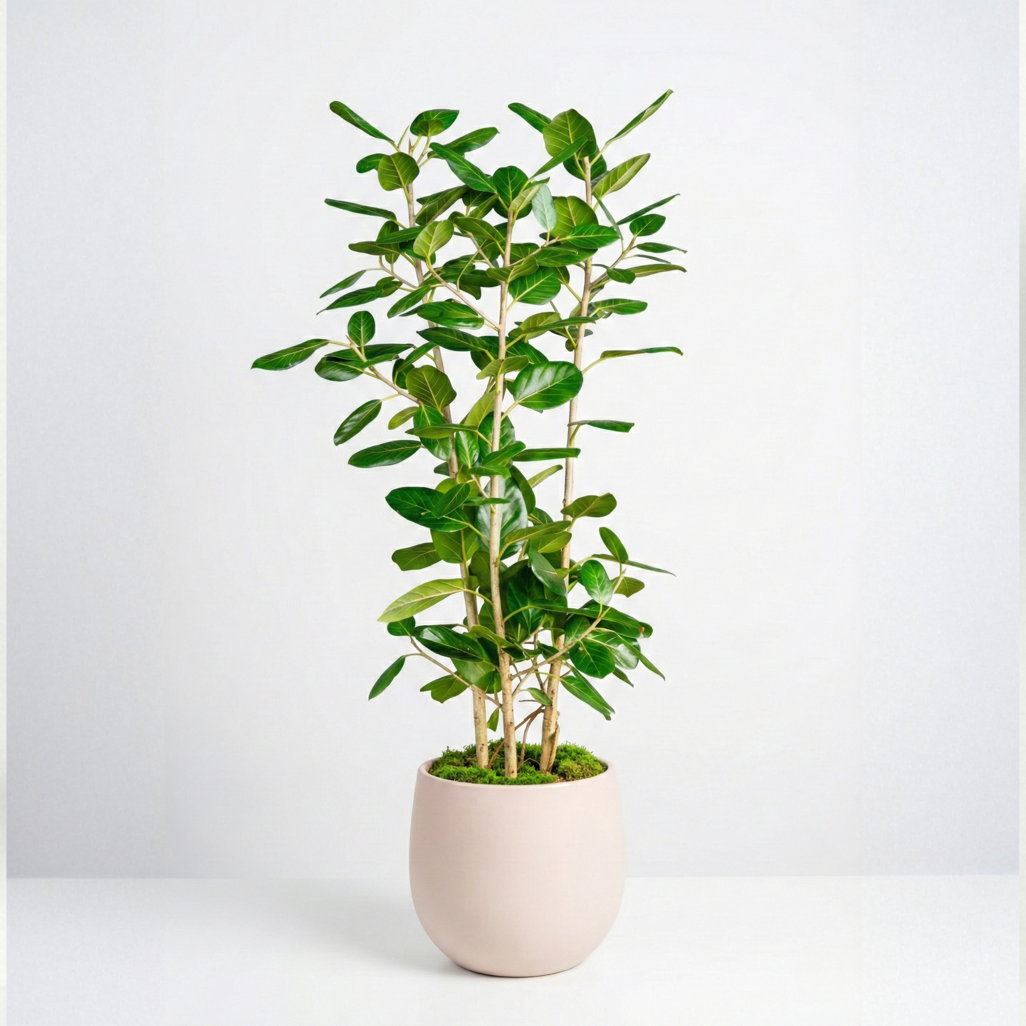 Ficus Aubrey (XL)