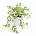 Monstera Adansonii Mint 