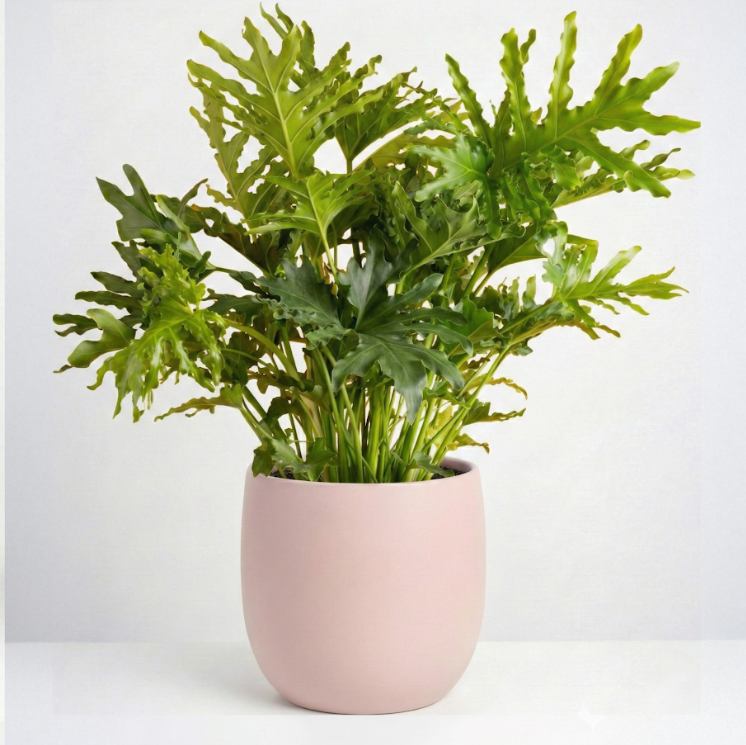 Philodendron 'Radiatum" 2GAL