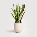Snake plant 8"